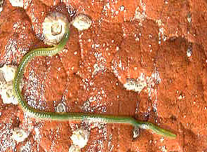 Green Worm (Eulalia viridis)